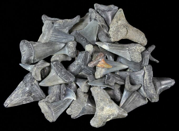 + Bargain Fossil Shark Teeth (Mako, Tiger, Megalodon, etc) #61744